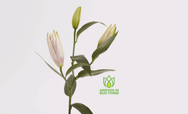 第二期主题:百合花(手工作品)