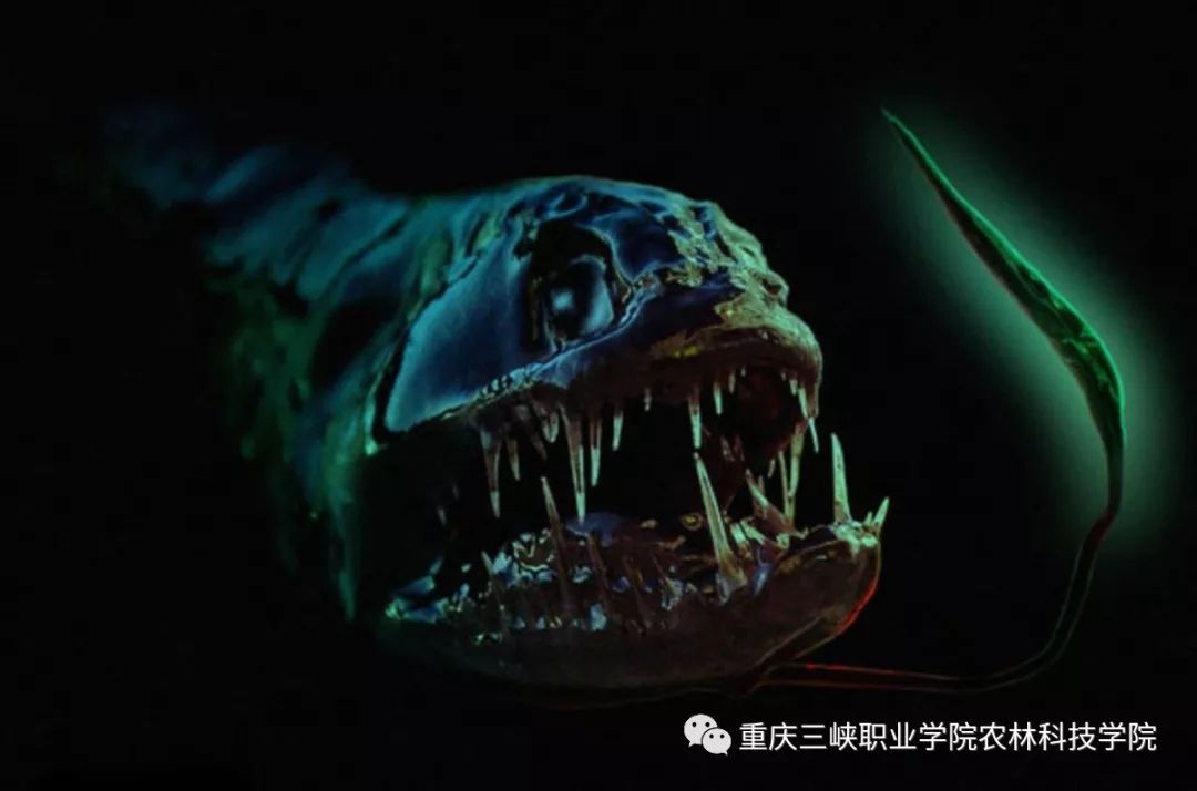 作“深海龙鱼”属于巨口鱼目尽管这种鱼体型不大但却是一种凶恶的捕食者