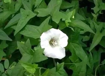玉米田苗后除草剂_玉米田苗后除草剂几天见效_玉米田苗后除草剂药害症状