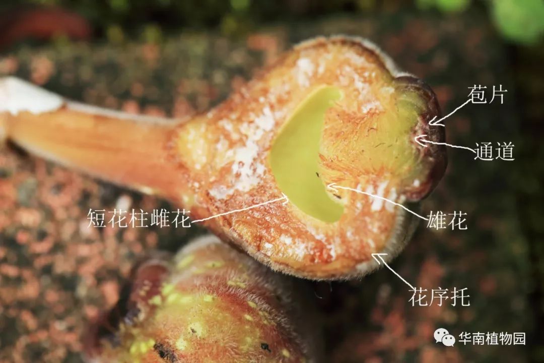 雌前期: 雄果外观绿中带紫色,隐头花序中的短花柱雌花和雄花都尚未