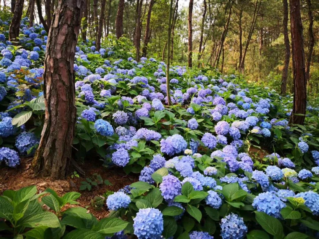 英山四季花海醉蝶花,绣球花 柳叶马鞭