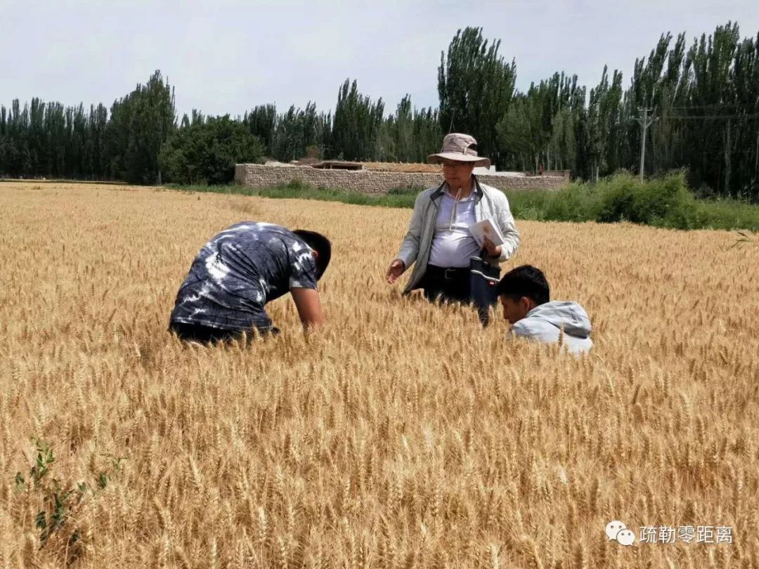 建设美丽家乡·三夏丨麦浪滚滚 农民田间收麦忙