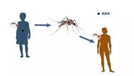 【警惕】漳州市疾病预防控制中心发布防控登革热知识要点和指导意见