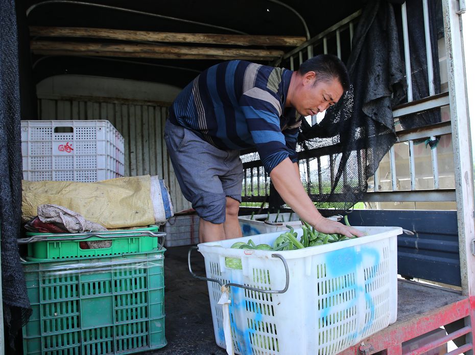 风华金承村:500亩无公害蔬菜入"市"_钟承权