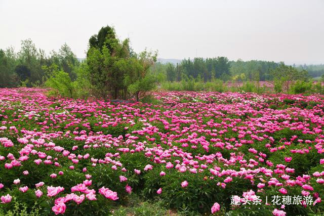 紫云湖畔花如海,万株芍药等客来——邯郸紫云湖公园的