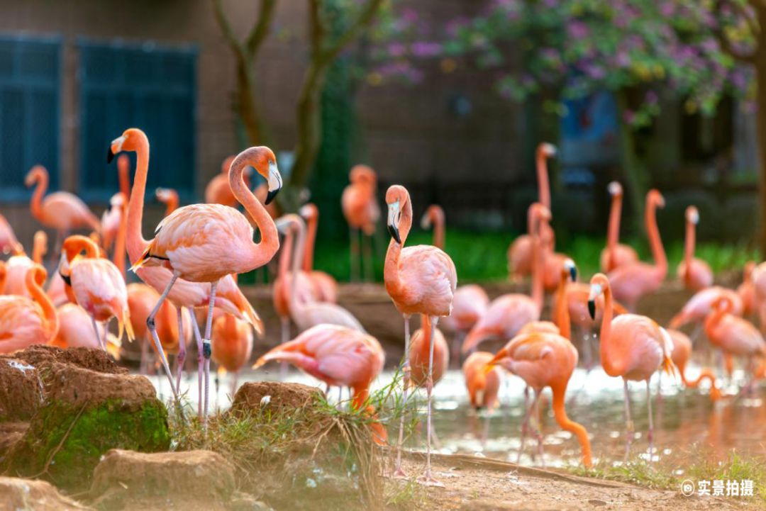 力地产打造的2000㎡的红树林湿地体验馆，同时，公园里栖息了120只火烈鸟。小知识是不是很简单？赶紧