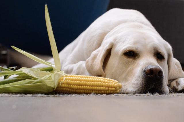 玉米做的狗粮怎么吃