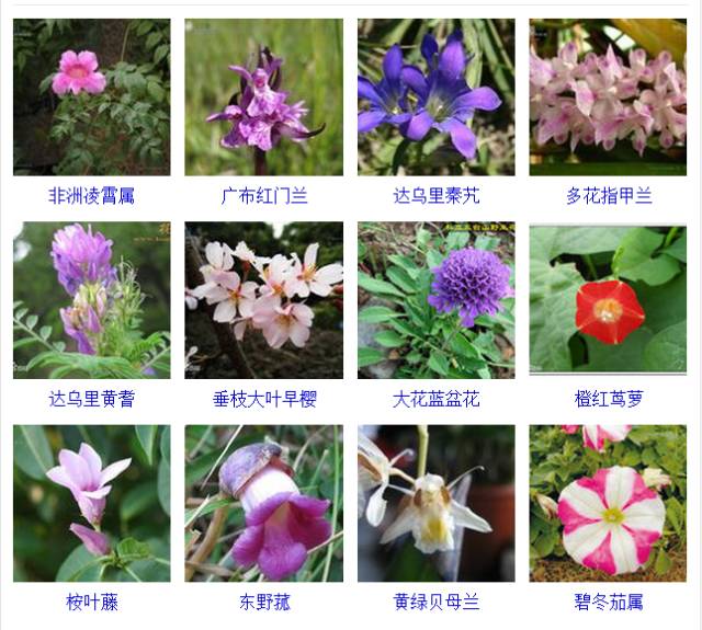 植物种类大全及图片 1f65f269ebaf4826b8bac8314bd8ccef.jpeg