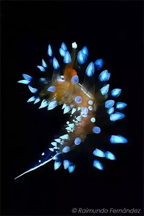 海底动物名称介绍 28cc8fda76b64fa798e4e20ee598c911.jpeg