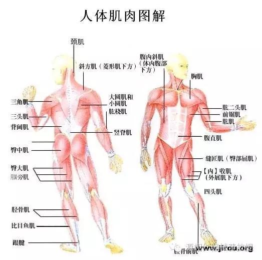 让我们为你放几张人体肌肉结构图,你就明白了.