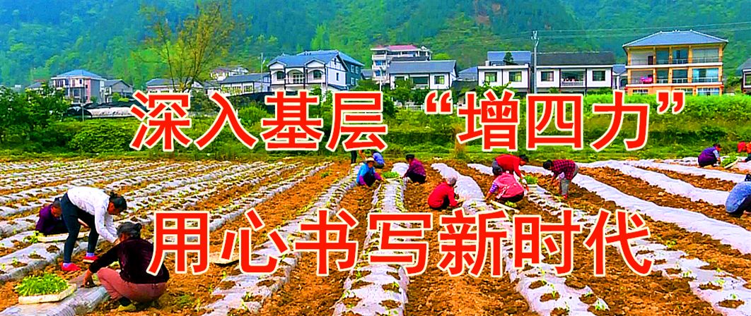 风华金承村:500亩无公害蔬菜入"市"_钟承权