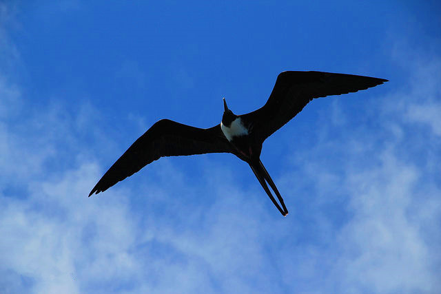 趣知识;翅膀最多的鸟、速度最快的鱼及飞得最