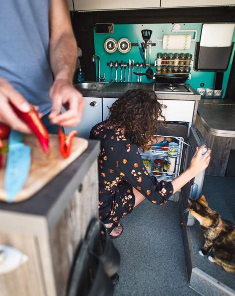 流浪猫私自闯上车被赶出,最后居然搭上顺风车
