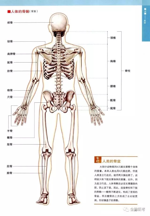 全身骨骼3d解剖图经典收藏