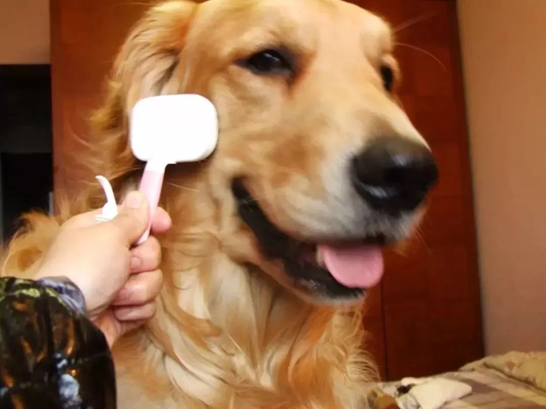 别跟狗较劲完整版 4775930e1c764a18bf132d449de54a1c.jpeg