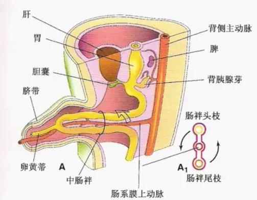 肠袢头支位于右侧,尾支位于左侧第三图:约第10周肠袢开始退回腹腔