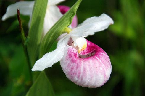 名花鉴赏-世界上10种最稀有的花名字