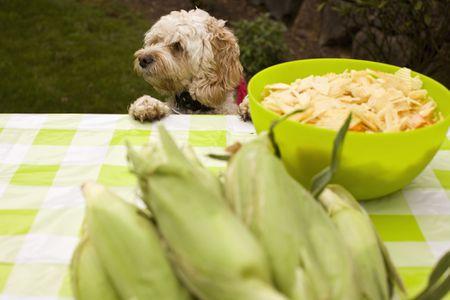 玉米做的狗粮怎么吃
