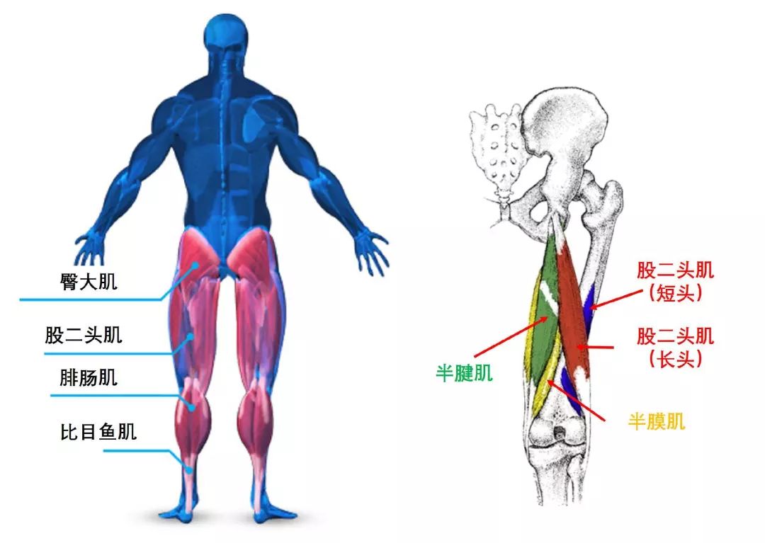 腿部后侧主要由这些肌肉组成:大腿:臀大家,股二头肌,小腿:腓肠肌