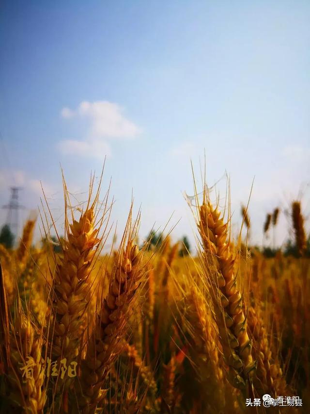 又迎来一年一度的麦收季