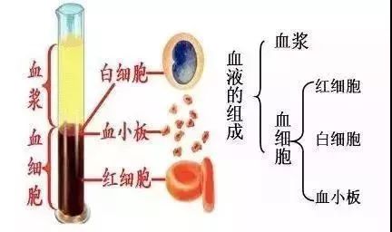 血型人口比例_血型配对表图(2)