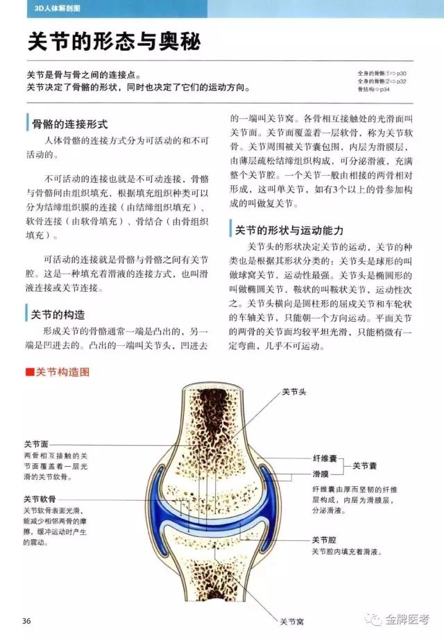 全身骨骼3d解剖图经典收藏