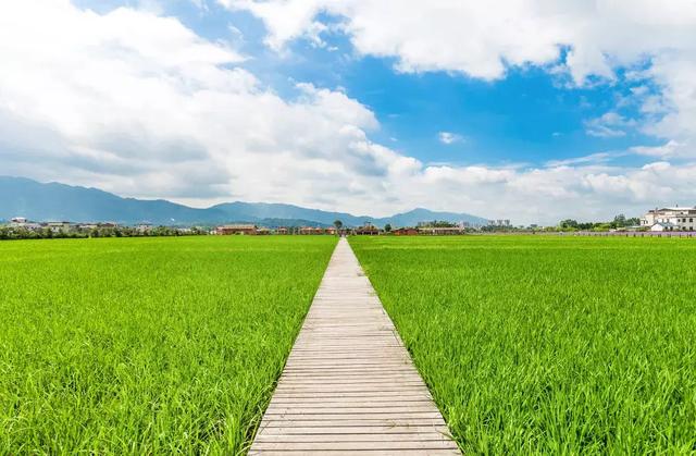 村道两旁是绿油油的稻田 一派田园风光景色