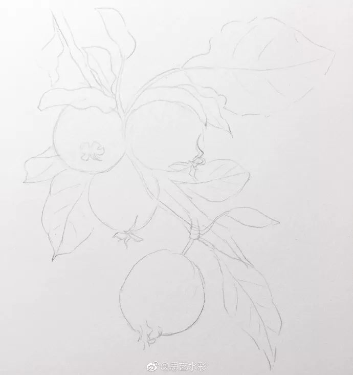 教程| 水彩海棠果的画法