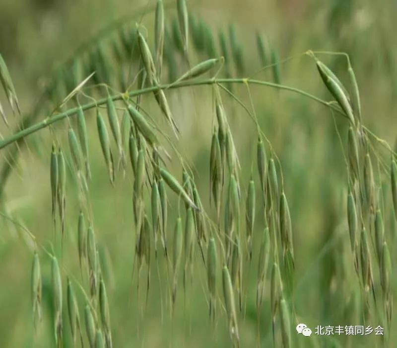 莜面是类似小麦的一种植物,长杆,尖叶子,长到一定程度会抽穗,串串麦穗