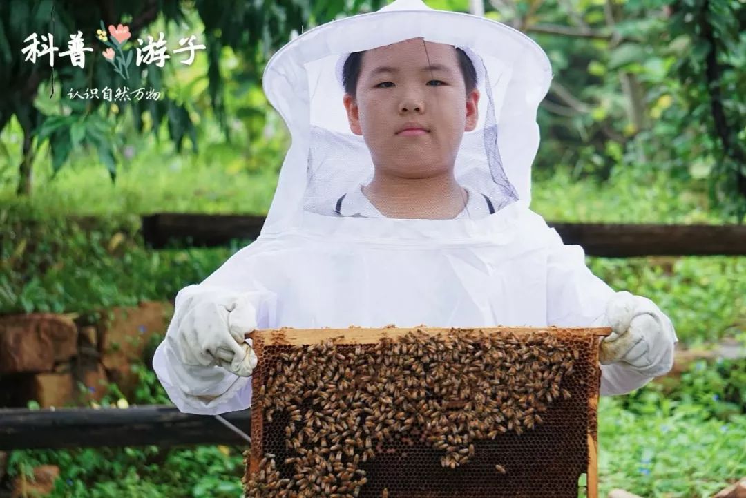 除了小蜜蜂是社会性昆虫,还有什么动物是社会性昆虫呢?