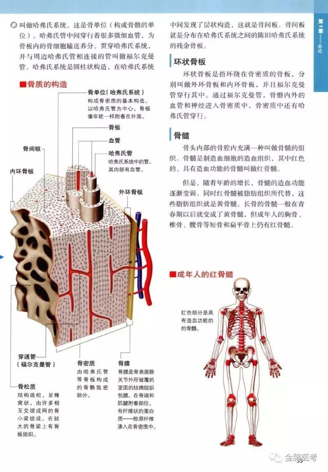 全身骨骼3d解剖图经典收藏