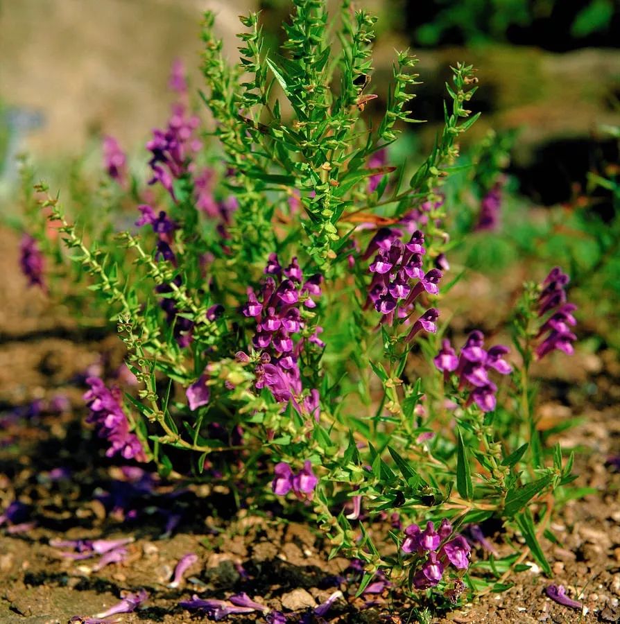 黄芩  