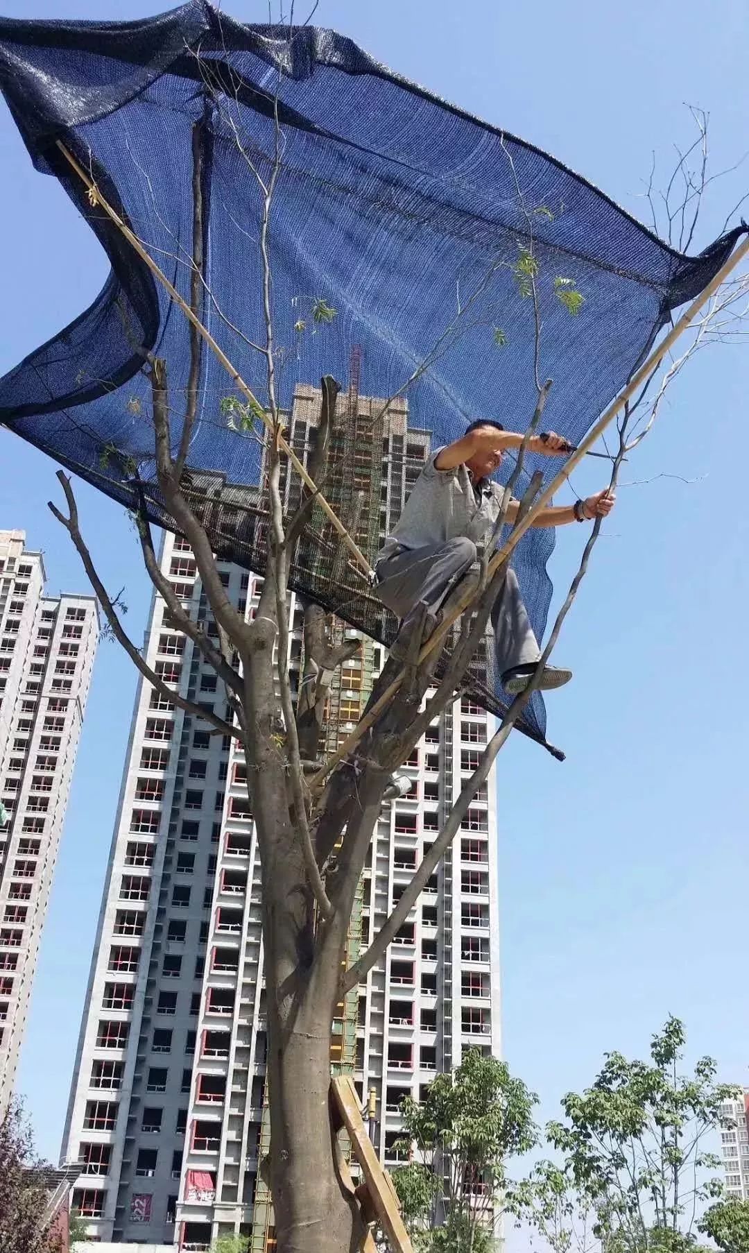 新技术新材料高温多雨季节移栽大树如何提高成活