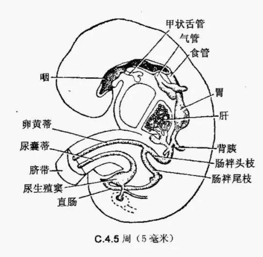 中肠衍化为十二指肠的后1/3,空肠,回肠,盲肠,阑尾,升结肠和横结肠的前