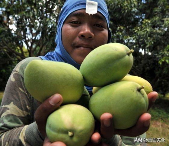厄尔尼诺现象导致菲律宾芒果产量异常暴增 农民:可以免费拿走