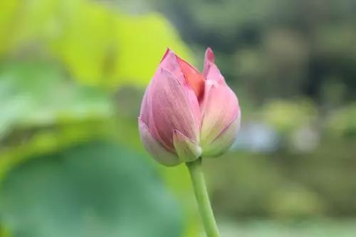 不同形态的荷花 adb84650b5074a6cbeedf699a16a5475.jpeg