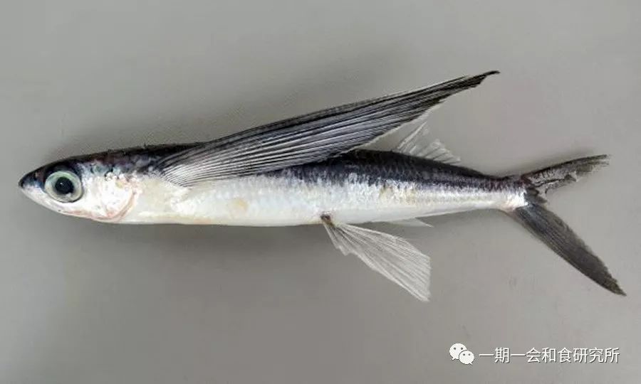 二之字飞鱼属(中文:文鳐鱼属,拉丁文:hirundichthys) 二之字飞鱼(ニ