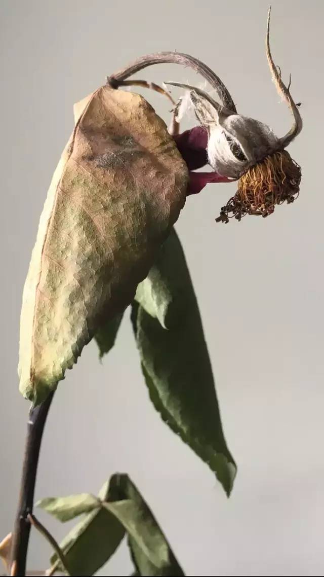百年松树五月芭蕉猜一成语_芭蕉树图片(2)