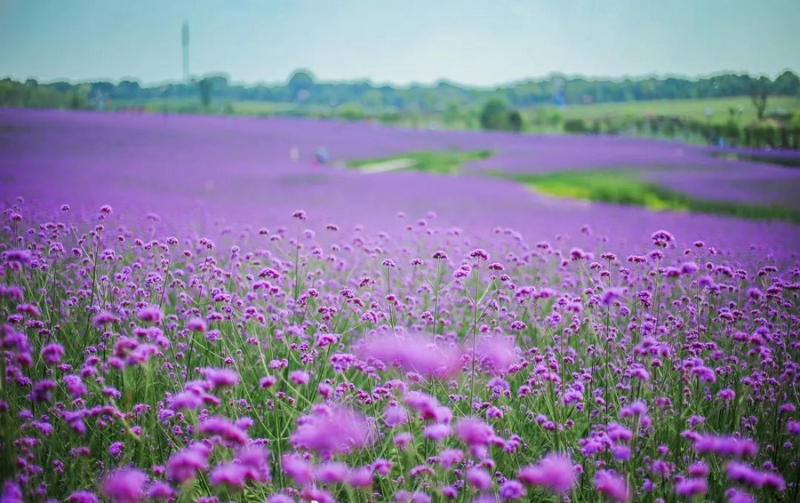 (紫色花海静静地,诗意地生长着)