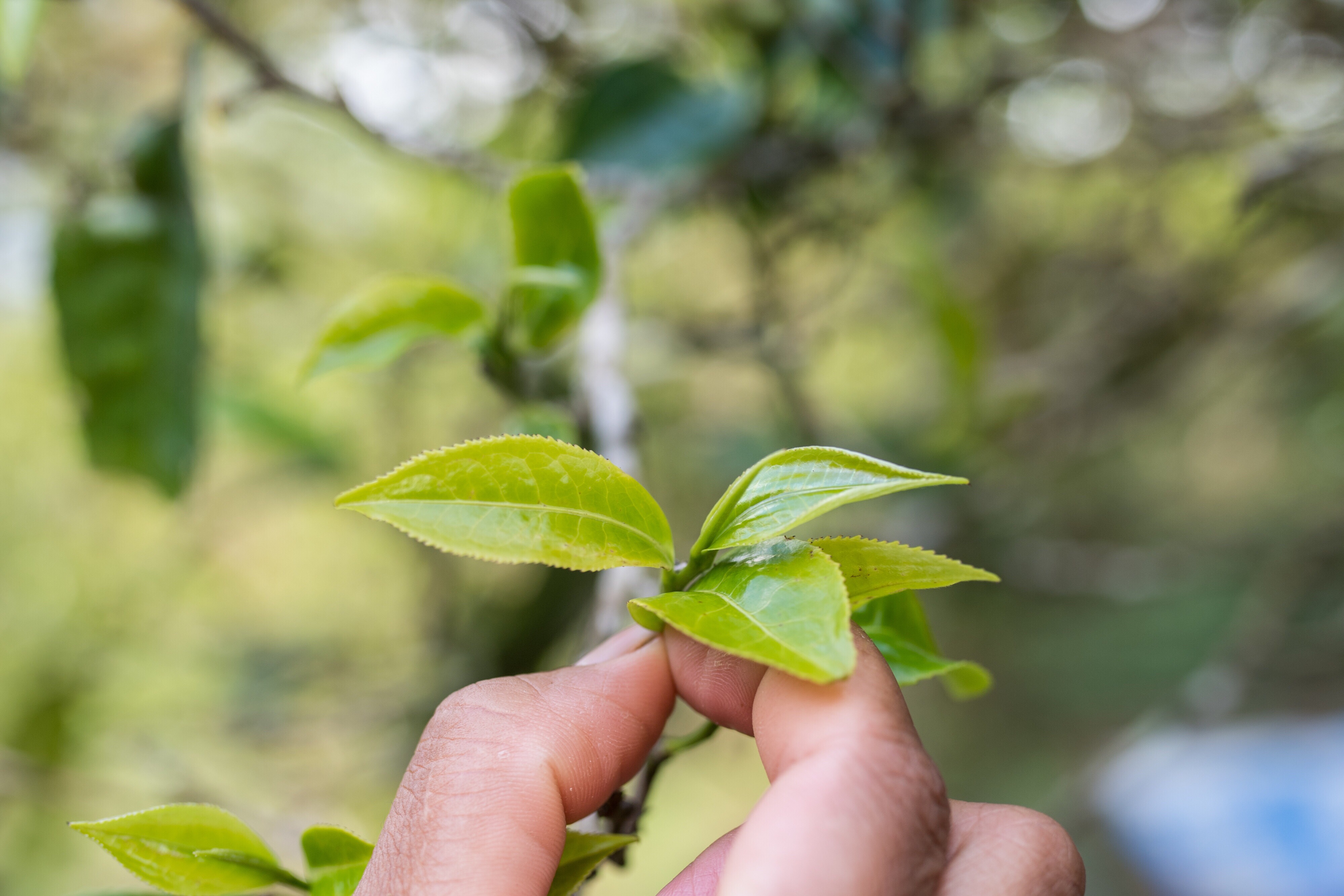 云南布朗山:茶香不怕林子深