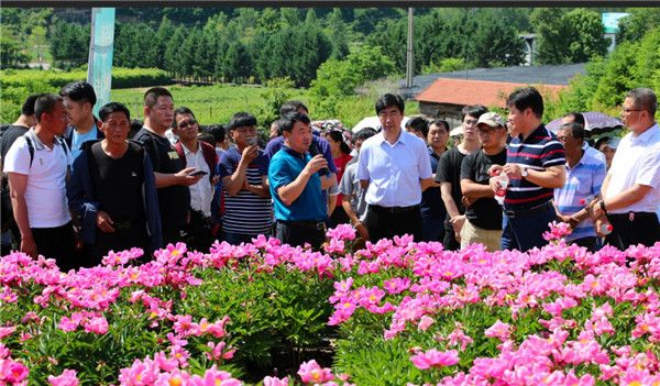 许成俊介绍基地情况,身前为参后地种植芍药