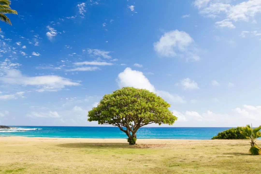 海上一棵树猜成语_一棵树图片(3)