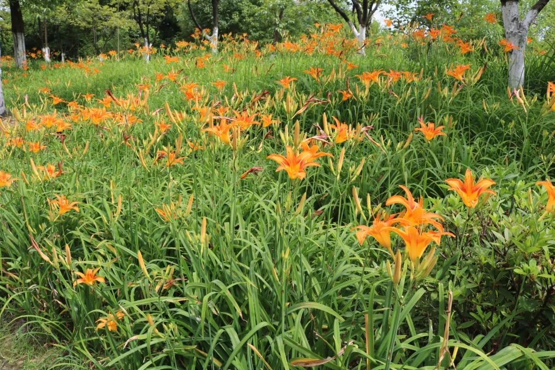 湿地里的"黄花菜"能吃吗?_萱草