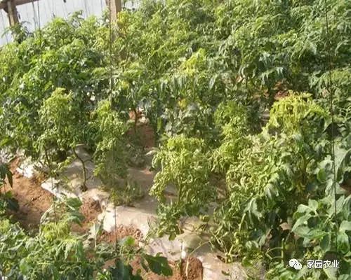 目前病毒病发生的种类较多,番茄以黄化曲叶病毒为主,椒类以花叶病毒
