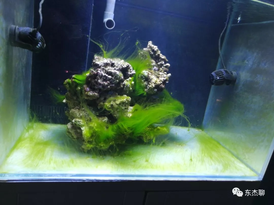 家庭饲养海缸np双0就会翻缸?(下) _藻类