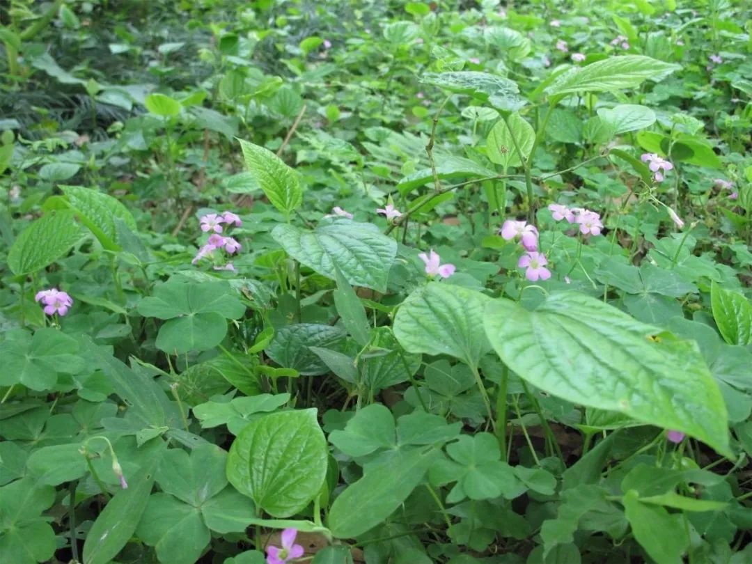 广西龙虎山这些特色美食你吃过吗?_野菜