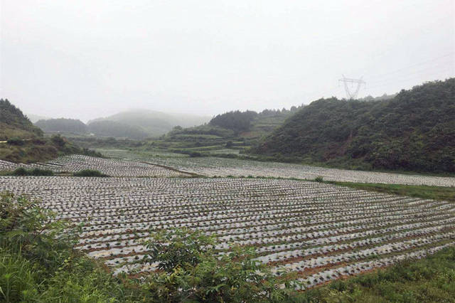 道坪镇:结对帮扶出实招 产业落地促脱贫