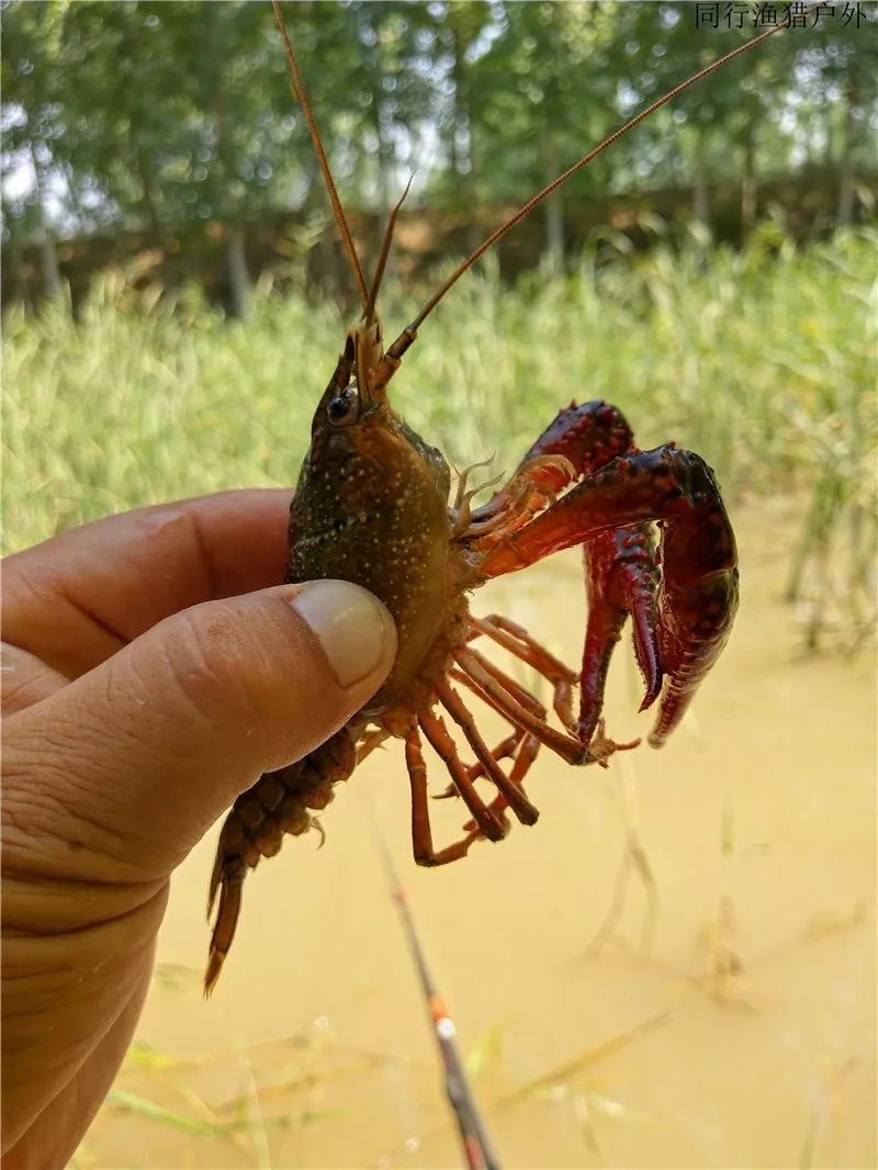 6.14 钓鱼笔记:钓龙虾