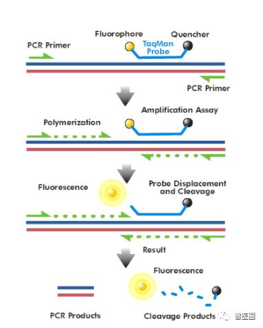 兽医圈热议话题 : 实时荧光定量pcr