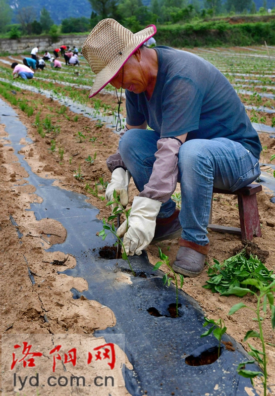 洛阳网嵩县车村镇种植优质辣椒助力增收脱贫